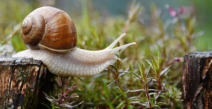 Escargot © Pixabay